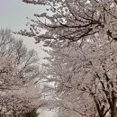손지리 벚꽃길 이미지