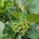 더조은농장 이미지