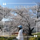 인천 벚꽃 명소 추천 실시간 현황 : SK인천석유화학
