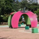 보강천 미루나무숲 이미지