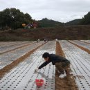 경북깐마늘 이미지