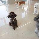 (주)하울팟케어클럽 이미지