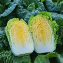 반도사 | 해남 황금배추 도사 김장 절임배추 20kg 대용량 실구매 후기