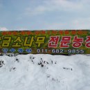 황금 소나무 이미지