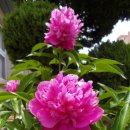 무을초등학교 이미지