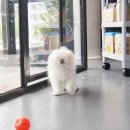 리틀애견 이미지