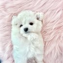 멍냥스타 강아지분양 고양이분양 이미지