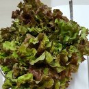 향촌왕족발 이미지