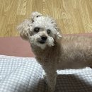 팔팔한우촌