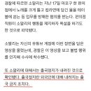 황금 고블린 형사 입건 & 출국 정지 !!! 이미지