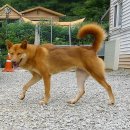 털보불개 Daum카페