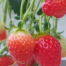 표장농장 이미지