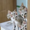 고양이다방 이미지