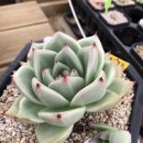 샐리가든 이미지