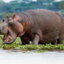 로데오하마 이미지