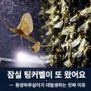 팅커벨