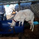 이칠농장 이미지