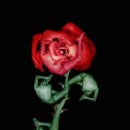 꽃 우리 이미지