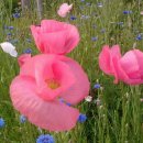 공지천 산책로 이미지