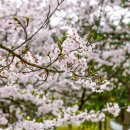 [인천 여행] 바빠서 벚꽃 놓쳤다면, 영종 세계평화의 숲에 가세요! 이미지