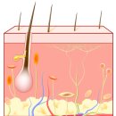 제노스템 이미지