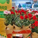 이마트 카네이션 매장 후기! 카네이션 용돈박스까지