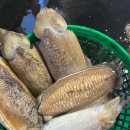 백합 이미지