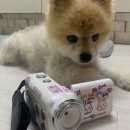 김호두 네이버블로그