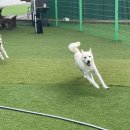 썸바디독스 파주분점 이미지