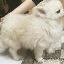 앙꼬네 미용실 이미지