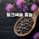 밀크씨슬 효능 | 밀크씨슬이란 | 뜻 : 간 해독 알코올 해독 지방간
