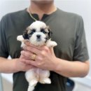대구강아지분양 대구고양이분양 도그하우스대구점 이미지