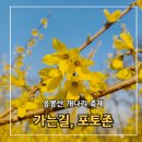 개나리어린이공원 | [서울 봄꽃] 응봉산 개나리 축제 실시간 개화 상태 가는 법, 포토존 위치