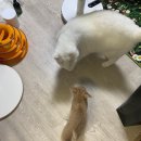 비비그루밍 | 3살 누나고양이와 2개월 아기고양이ㅣ원룸에서 격리못하고 바로 대면합사 후기