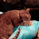 드림안마시술소 이미지