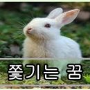 토끼 이미지