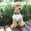 플라워펫 이미지