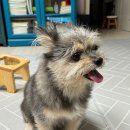 엘리시안퍼피 이미지