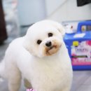 바비펫샵 이미지