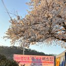 영산포풍물시장 | 광주근교 벚꽃구경 나주 영산포 주말 실시간