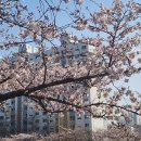 온천천시민공원 동백 이미지