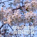 송정제방길 | 봄나들이 제8회 송정마을벚꽃축제 송정벚꽃길 송정제방길