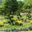 황금농장(2) 이미지