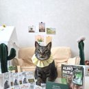 알모네이쳐 HFC 내츄럴플러스 캣 6종 후기