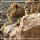 호랑이와 반달곰 | 에버랜드 새롭게돌아온 더 와일드사파리월드 리뉴얼이용후기 명당꿀팁