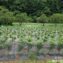 빨간산농장 이미지