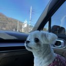 [강릉] 애견동반, 감성 강릉 펜션 추천 '소울메이트' 펜션 솔직후기
