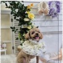 반려동물 애견 미용 이미지