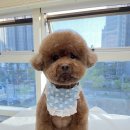 복실이네 애견 이미지