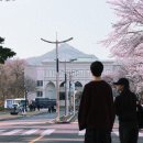 벚꽃사진관 이미지